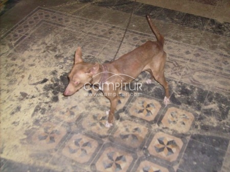 Foto 3 de PODENCA ANDALUZA DOS AÑOS
