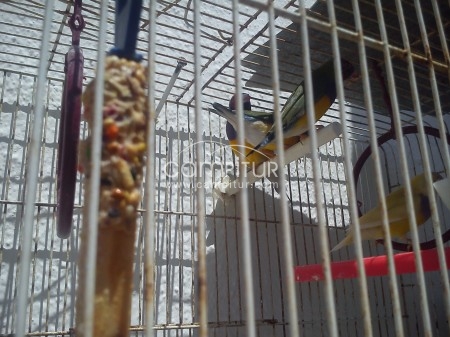 SE VENDEN O CAMBIAN DIAMANTES DE GOULD POR GLOSTER