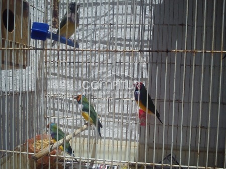 Foto 3 de SE VENDEN O CAMBIAN DIAMANTES DE GOULD POR GLOSTER