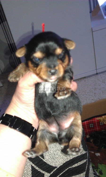 Se vende cuatro cachorros de yorshires