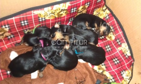 Foto 2 de Se vende cuatro cachorros de yorshires