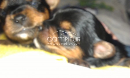 Foto 3 de Se vende cuatro cachorros de yorshires