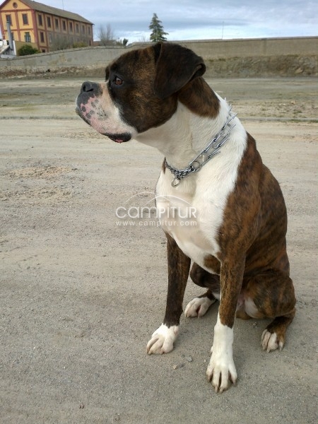 BOXER PARA MONTA