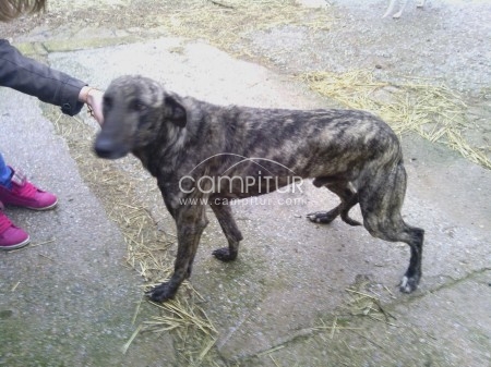 SE REGALA GALGO