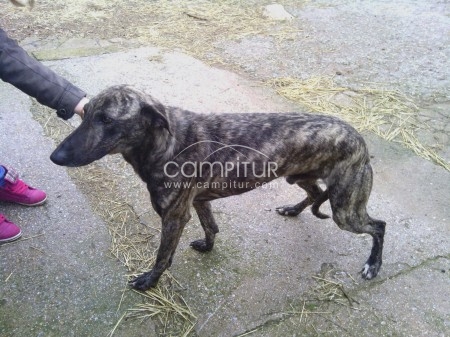 Foto 2 de SE REGALA GALGO