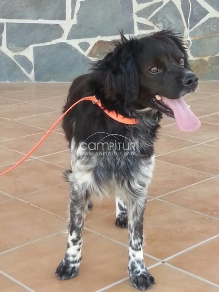 VENTA CACHORROS EPAGNEUL BRETÓN