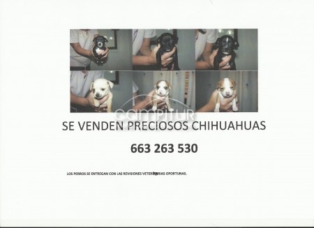 CHIHUAHUAS PUROS
