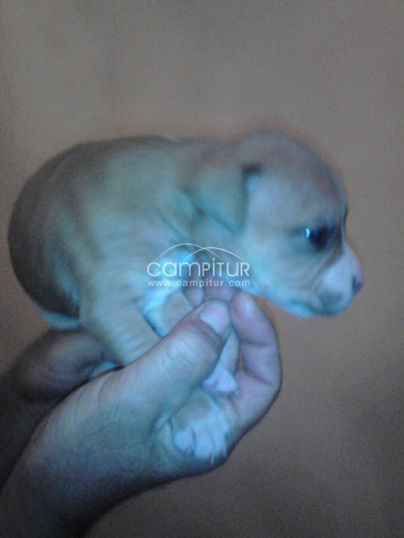 Foto 3 de CACHORROS AMERICAN STANFORD