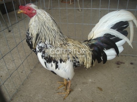 Foto 3 de se venden gallos ingleses