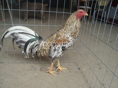 Foto 4 de se venden gallos ingleses