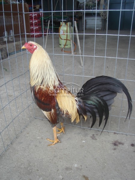 se venden gallos ingleses