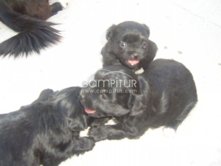 REGALO CACHORROS Y MADRE