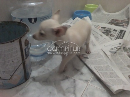 Se vende chihuahua