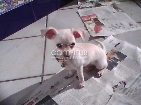 SE VENDE CHIHUAHUA