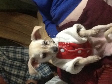Foto 3 de SE VENDE CHIHUAHUA
