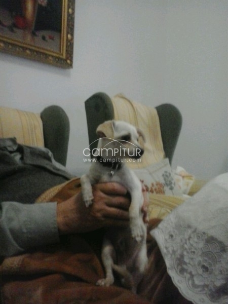 Foto 4 de SE VENDE CHIHUAHUA