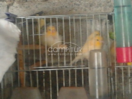 se venden canarios 