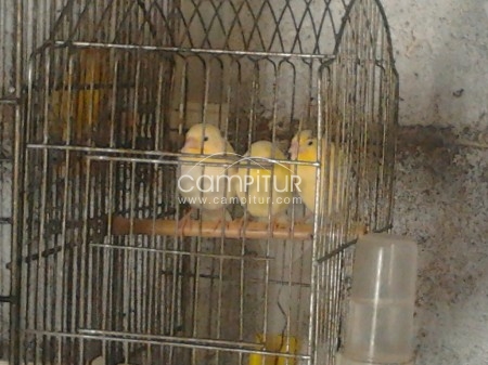 Foto 3 de se venden canarios 