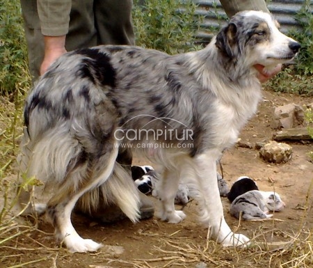 Foto 3 de cachorros de border collie