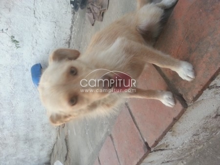 se regala perrita 
