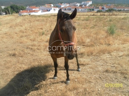 vendo potra