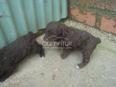 se venden perritos de agua
