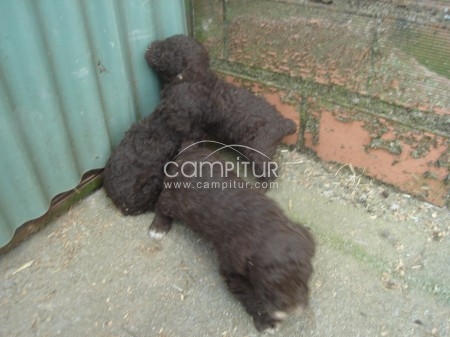 Foto 2 de se venden perritos de agua