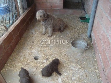 Foto 3 de se venden perritos de agua