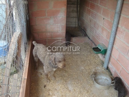 Foto 4 de se venden perritos de agua