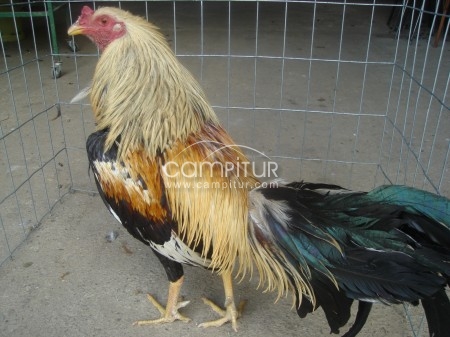 se venden pollos ingleses
