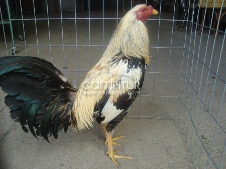 Foto 2 de se venden pollos ingleses