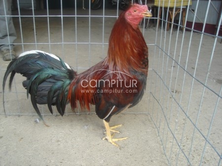 Foto 3 de se venden pollos ingleses