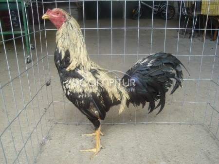 Foto 4 de se venden pollos ingleses