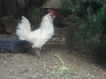 se vende gallos