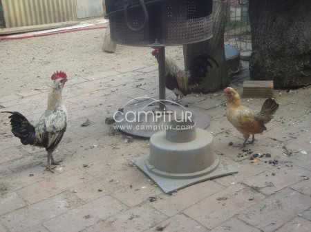 Foto 2 de se vende gallos