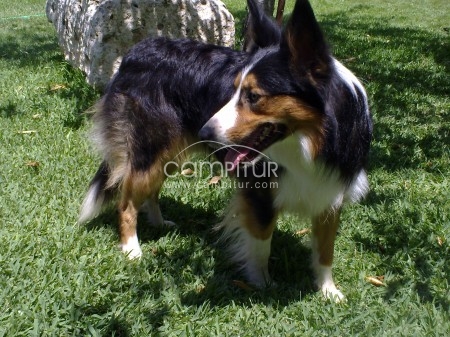 border collie