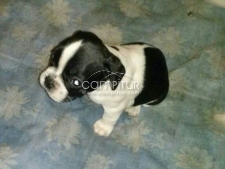 Vendo buldog francés muy económico