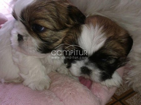 Se vende Shih Tzu. Macho. 