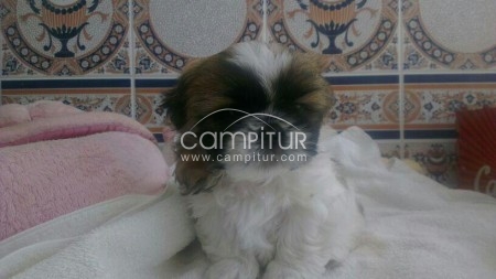Foto 2 de Se vende Shih Tzu. Macho. 