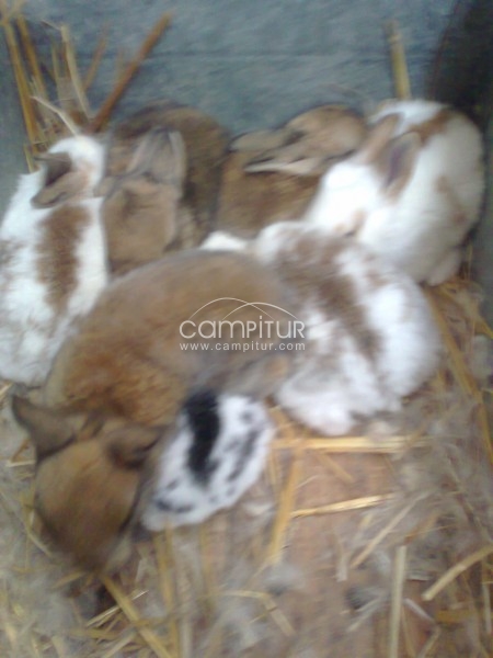 se vende conejos