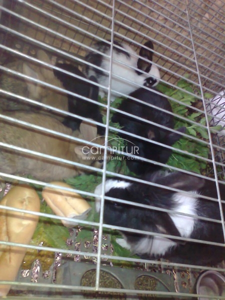 Foto 6 de se vende conejos