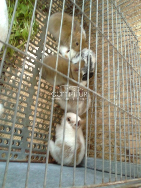 Foto 7 de se vende conejos