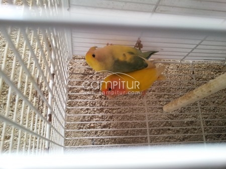 AGAPORNIS