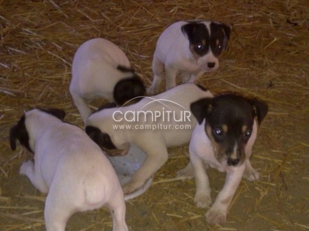 CACHORROS BODEGUEROS