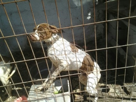 VENDO PERRO RAZA POINTER