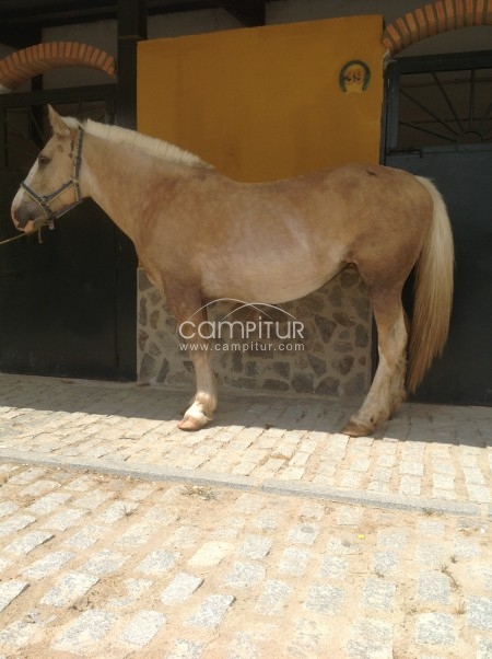 Vendo yegua Percherona Perla