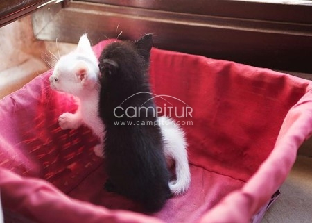 Foto 2 de yeti y kong buscan una familia