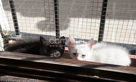 Foto 3 de yeti y kong buscan una familia