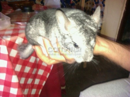 vendo o cambio chinchilla 