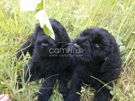 terrier negro ruso cachorros